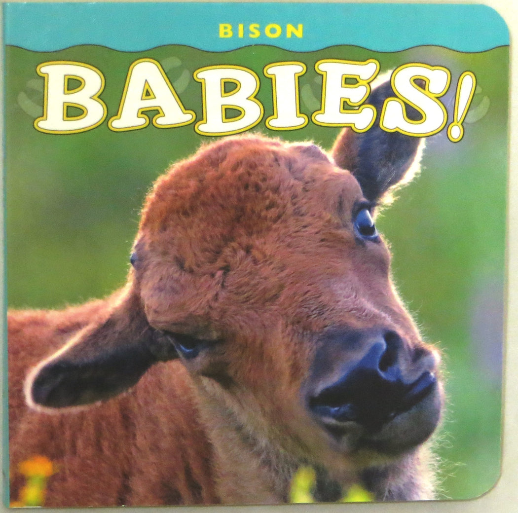 Bison Babies!